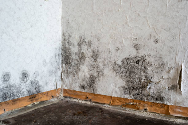 Best Commercial Mold Removal  in Fortuna Foothills, AZ